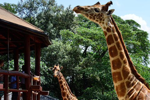 David Sheldrick Elefantenwaisenhaus und Giraffenzentrum Tour