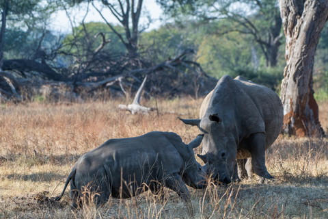 Mosi-oa-Tunya-Nationalpark Pirschfahrt plus Nashorn-Kurzspaziergang