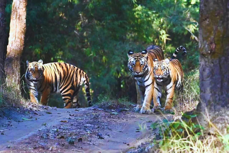 Radżastan: Prywatne safari jeepem w Parku Narodowym Ranthambore