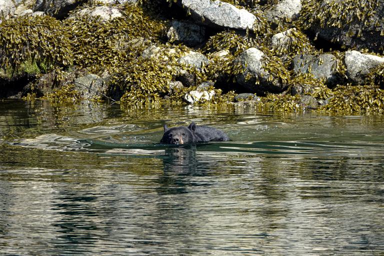Campbell River: Spring Bear Watching & Waterfalls Boat Tour