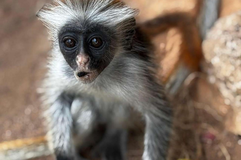 Zanzibar: Floresta Jozani, Borboletas, Caverna Kuza e Praia PajeTour particular sem serviço de busca no hotel e traslado de ida e volta incluídos