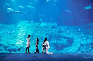 HK Elite: nächtliche Tour mit Bootsfahrt, Dinner im Aquarium und Peak