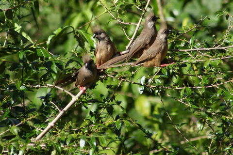 Diani/ Mombasa: Private Shimba Hills Day Safari