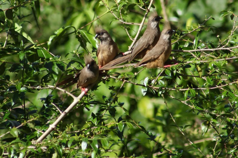 Diani/ Mombasa: Private Shimba Hills Day Safari