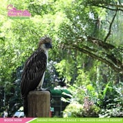 Philippine Eagle & Malagos Garden Resort Tour Experience Philippine Eagle & Malagos Garden Resort Tour Experience