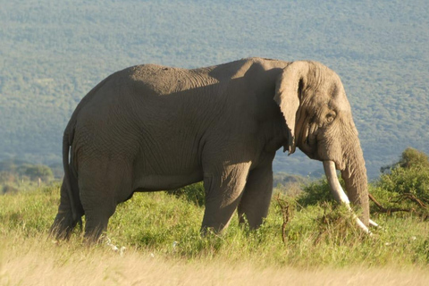 Tour di lusso di 5 giorni di Amboseli, Lago Naivasha e Masai Mara