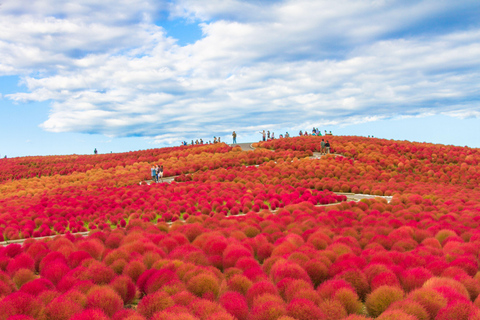 Ibaraki helgedom 、 Skaldjursmarknad 、 Blommans hav DagsturMarunouchi North Exit