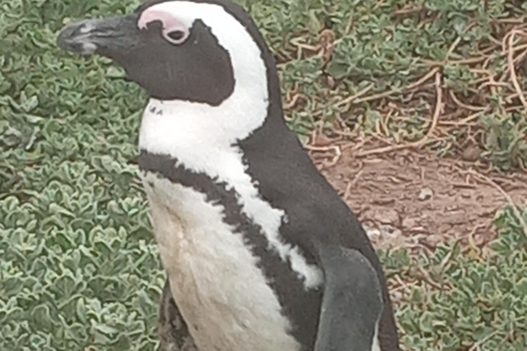 From Cape Town: Whale Watching and Penguins Tour Whale watching route tour