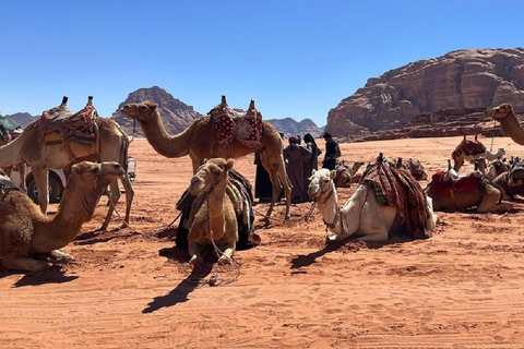 Wadi Rum: Half-Day Camel Tour with Guide Wadi Rum: jeep tour 4x4 4hours 1_6 people