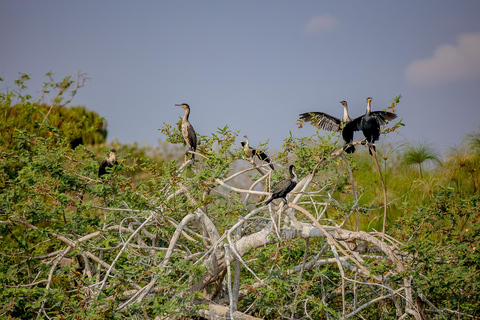 3-Day Murchison Falls Safari