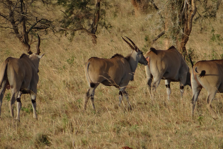 Uganda: 18-dniowe wymarzone wakacje z Rwandy