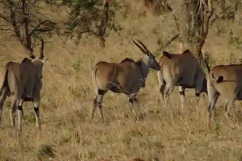 Uganda: Vacaciones de ensueño de 18 días desde Ruanda
