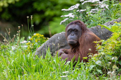 Dublin Zoo Entry Ticket: A Wild Experience with 400+ Animals Dublin Zoo: Entry Ticket