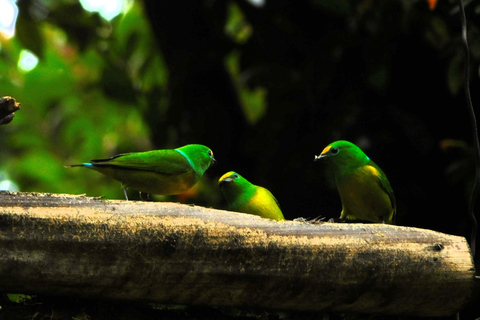 Santa Marta : randonnée de 2 jours au Cerro Kennedy avec un guide autochtone