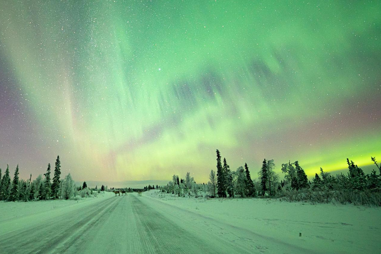 Rovaniemi: Tour fotográfico com garantia de aurora (grupo pequeno)