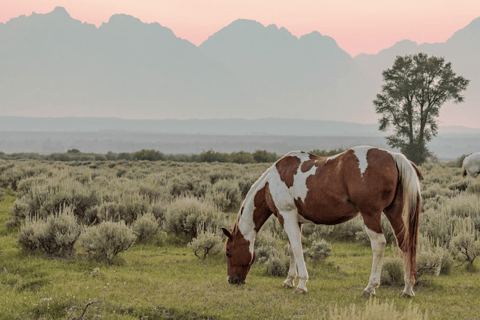 Grand Teton: Private Guided Tour (Sunset)