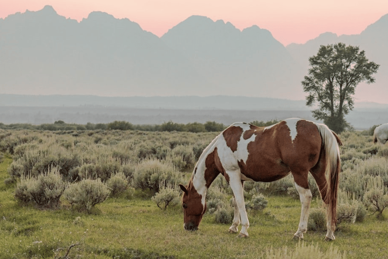 Grand Teton: Private Guided Tour (Sunset)