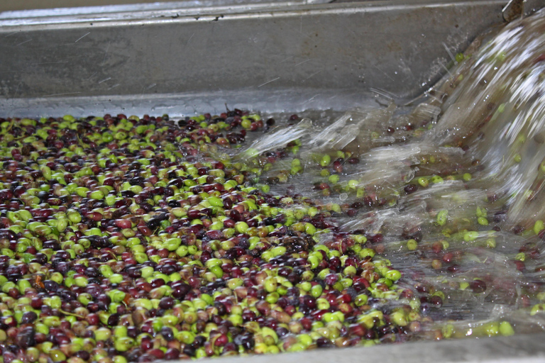 Chania: Kreteńskie wino, oliwa z oliwek i warsztaty kulinarne
