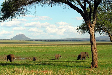 5 Tage Tarangire-, Ngorongoro- und Serengeti-Nationalpark