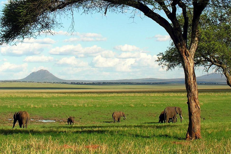 5 Tage Tarangire-, Ngorongoro- und Serengeti-Nationalpark