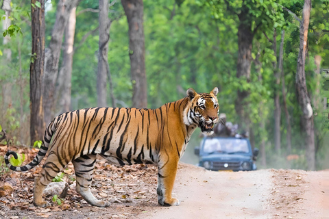 6-Day Golden Triangle & Ranthambore Tiger Safari from Delhi Tour with 4-Star Accommodation