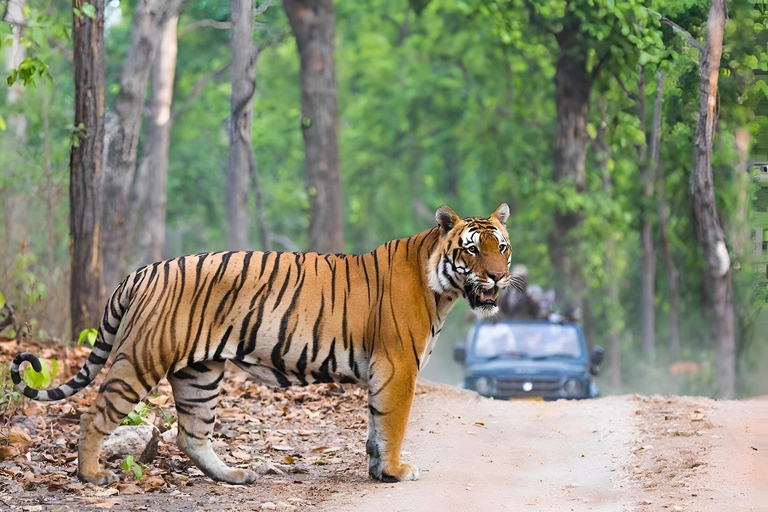 6-Day Golden Triangle & Ranthambore Tiger Safari from Delhi Tour with 4-Star Accommodation