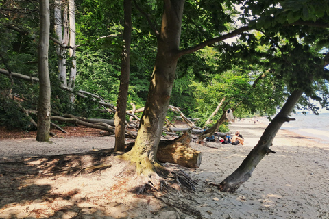 Gdynia: Forest, Cliff, and Beach Guided Walking Tour