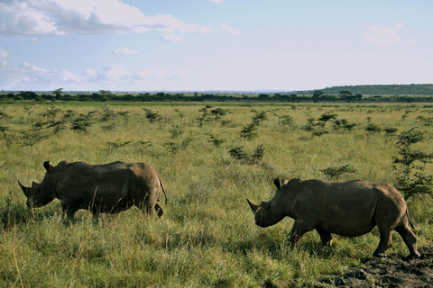 Safari por el Parque Nacional de Nairobi a primera hora de la mañana