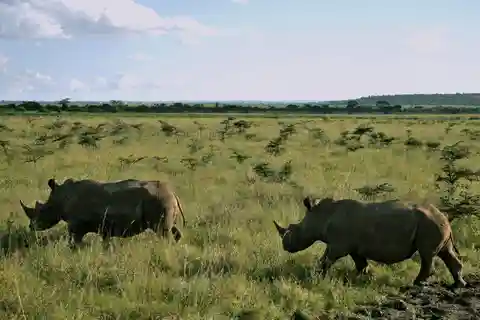Vroege ochtend Nairobi National Park gamedrive