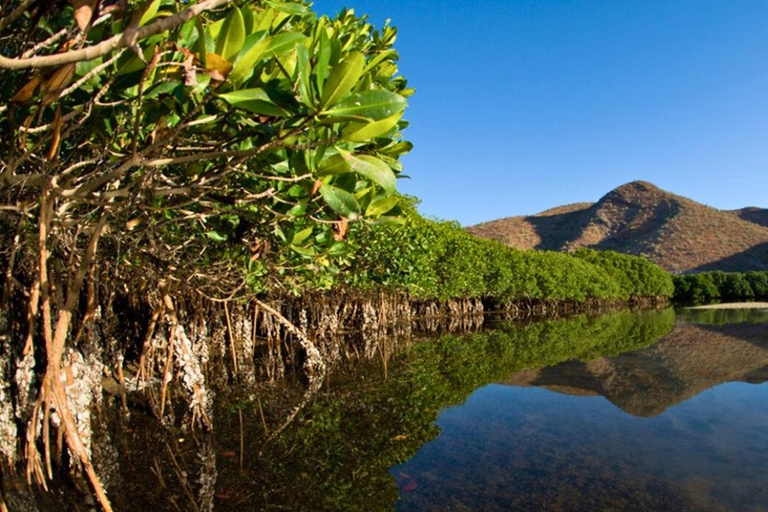 La Paz: Mangrove Adventure, Snorkeling and Shellfish Tasting