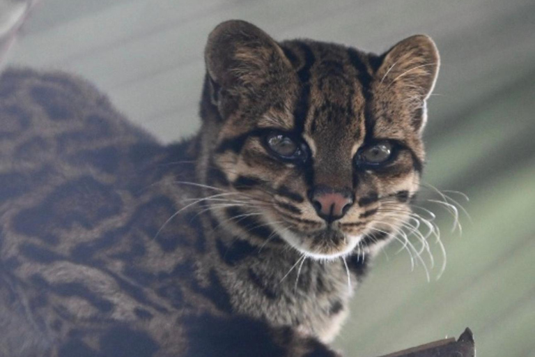 San Jose: Night Guided Wildlife Walk at Wildlife Sanctuary