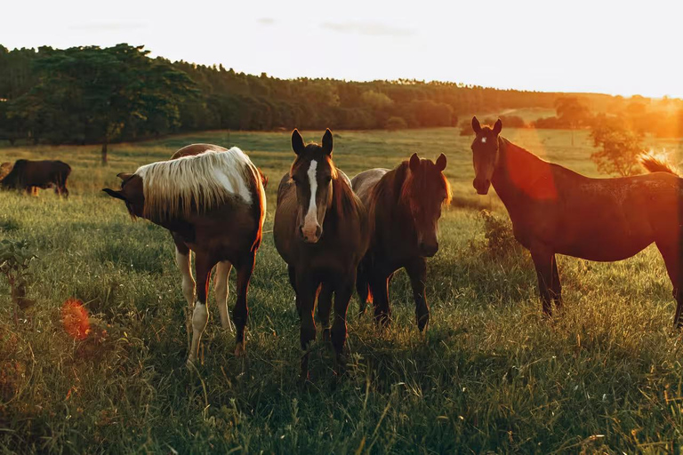 Fethiye Horseback Riding – All Levels | Hotel Pickup Daily