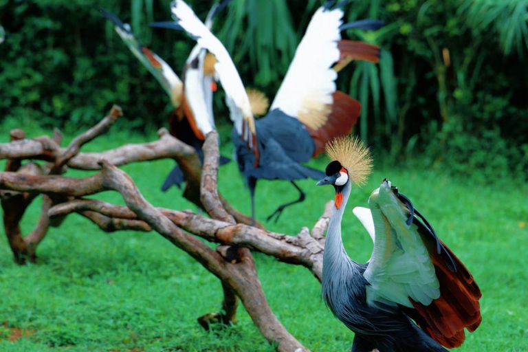 Shanghai Wild Animal Park: Safari Adventure Entry Pass Shanghai Wild Animal Park Full-Day Ticket
