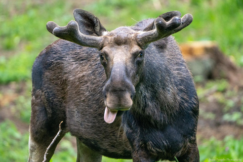 Dagsutflykt till Gauja nationalpark: Djur och slottDagsutflykt till Sigulda: bob, slott och grotta