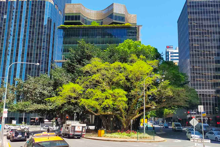 Brisbane: Excursão a pé pela cidade 90 minutos