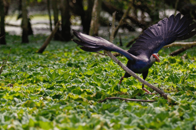 2-Day: The Floating Market - Bird Sanctuary - Flower VillageDeluxe Type - 3* hotel