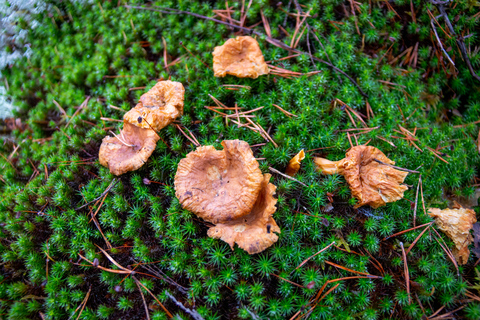 Vandringsupplevelse i Noux nationalpark från Helsingfors