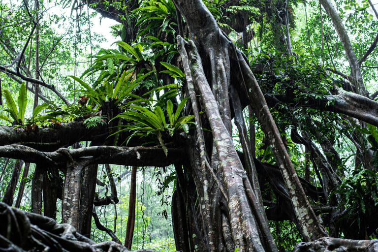 Ao Nang: Crystal Pool Kayaking, ATV, and Pineapple Farm Tour 45-Minute ATV Ride