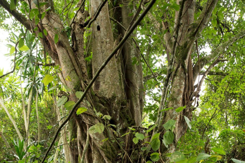 Natural Walking tour In Buhanga Eco Park