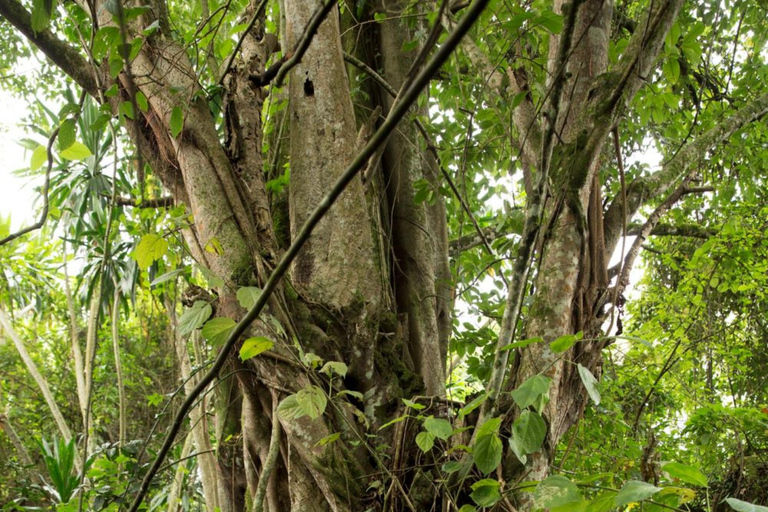 Natural Walking tour In Buhanga Eco Park