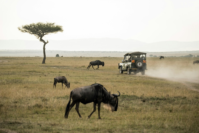 Arusha: Safari de 4 días a Tarangire, Serengeti y Ngorongoro