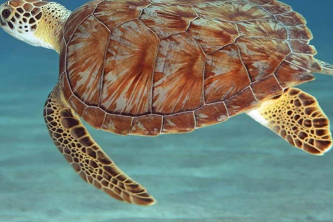 Zanzibar: Swim with Turtles in Nungwi Lagoon Hotel Transfers Anywhere in Zanzibar