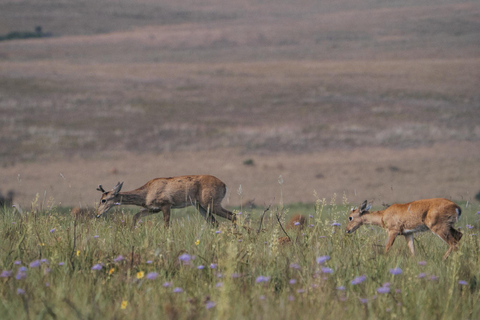 From São Paulo: 5-Day Serra da Canastra Wildlife Safari