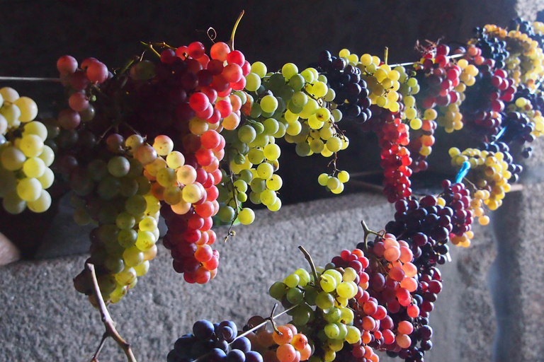 Trancoso: Tour ecologico della fattoria con degustazione