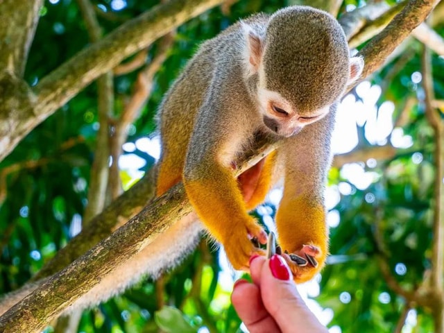 Punta Cana: Monkeyland and Plantation Tour