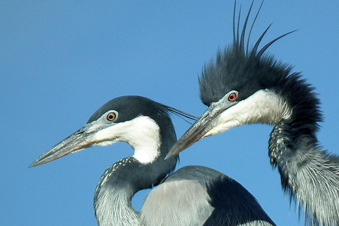 7 Days Comfortable Tanzania Safari