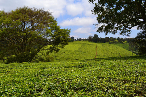 Tour pela Fairview Coffee Estate com degustação e retirada