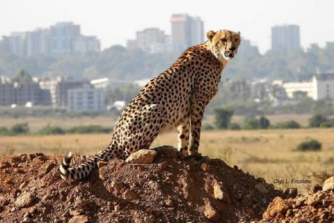 Parco nazionale di Nairobi, orfanotrofio degli elefanti e centro delle giraffe