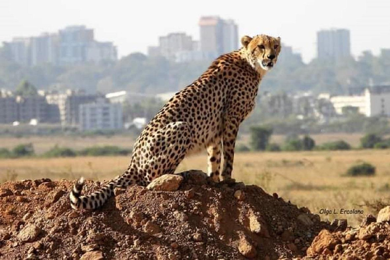 Nairobi nationalpark, elefantbarnhem och giraffcenter