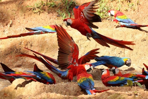 Parrot and Macaw Clay Lick Tour